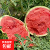 京喜自营-专用品牌 麒麟西瓜 新鲜采摘脆甜多汁 西瓜 5-7斤