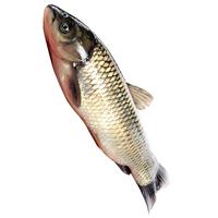 跑山密水农家【冰鲜】水库鱼 草鱼2斤 活鱼现杀烧烤 宝宝食材源头直发