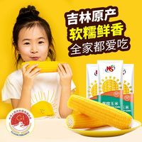 小熊尼森 东北黄糯玉米 吉林原产 真空低脂饱腹粗粮代餐