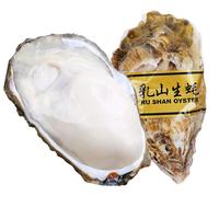 尚致生蚝鲜活特大海蛎子牡蛎带箱新鲜牡蛎肉 尝鲜装