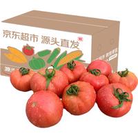京地达山东普罗旺斯番茄净重3斤中果单果125g+沙瓤老味道源头直发 普罗旺斯 3斤 京东快递
