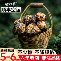 智田喜 雅江松茸 未开伞松茸 5-6cm 500g