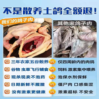 鑫晶盛华鸽子 鸽子肉鸽子生鲜现杀 农家老鸽子保留心肝胗【冷链】 3年老鸽3只 单只净重约250g