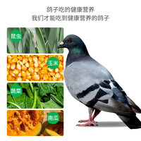 鑫晶盛华鸽子 鸽子肉鸽子生鲜现杀 农家老鸽子保留心肝胗【冷链】 5年鸽王3只 单只净重约350g