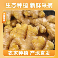 京喜加 源头直发小黄姜新鲜 高山小黄姜 250g