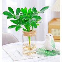 慎思苑 水培鸭脚木盆栽四季水培植物室内好养办公室绿植玻璃瓶水养鸭掌木 鸭脚木一颗