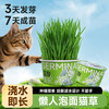 哈仔 懒人泡面猫草水培杯盆栽猫咪天然化毛草自种猫草助排毛猫零食