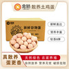 金咕 鲜鸡蛋 30枚1200g