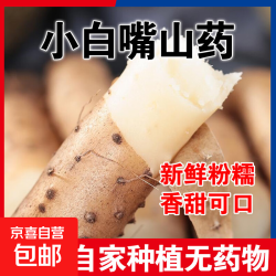 京喜 白嘴山药 国产 正宗小白嘴山药 250g 10cm-15cm