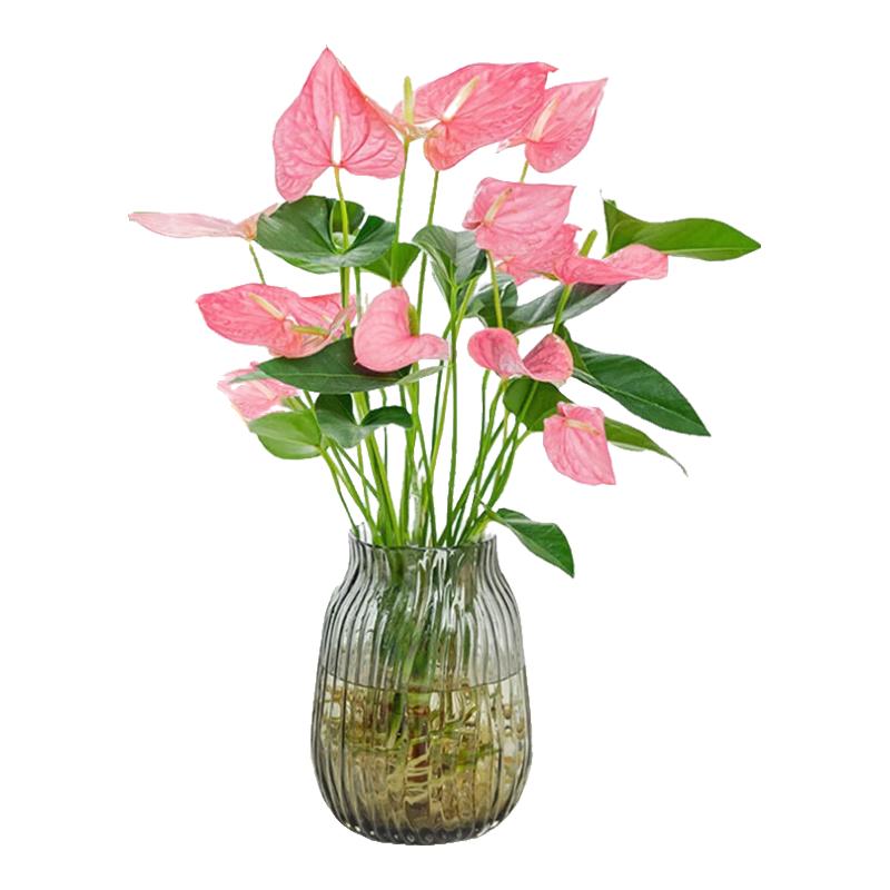 行湘水培绿植粉掌盆栽花卉水养鲜花好养活 粉掌2株【不含盆】源头直发