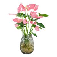 行湘水培绿植粉掌盆栽花卉水养鲜花好养活 粉掌2株【不含盆】源头直发