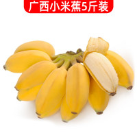 静益乐源 新鲜广西小米蕉 5斤装