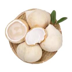 京鲜生 越南进口椰皇 2粒装 单果400-500g  源头直发包邮 水果礼盒