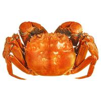 【活蟹】蟹八爷 大闸蟹1.8两-2.0两 8只装 螃蟹鲜活六月黄海鲜生鲜礼盒 源头直发 1.8-2.0两 8只装