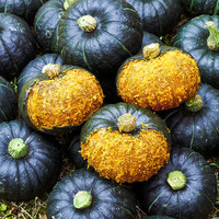 蹊蹊的小菜园 陕西 贝贝南瓜 5斤