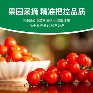 京鲜生 串收樱桃小番茄 2斤礼盒装