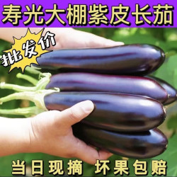 京喜加 山东新鲜绿把紫皮长茄现  新鲜绿把紫茄 2斤