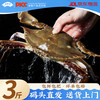 昌鲜园 冷冻 昌鲜园舟山梭子蟹鲜活冷冻3-5两/只 3斤装 25年新蟹源头直发包邮