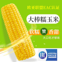 【农投】东北黄糯玉米新鲜白糯玉米软糯香甜粘苞米真空装粗粮