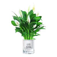 行湘白掌盆栽一帆风顺绿植盆栽花卉室内好养 小白掌+早安盆 源头直发