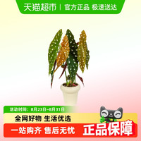 88VIP：朵屿花间 秋海棠盆栽 35厘米 军绿色