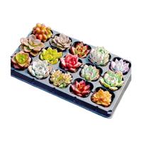 急兔多肉植物盆栽室内外绿植花卉多肉裸根多肉20棵源头直发