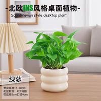 花友 绿萝 120#盆栽 塑料甜甜圈盆