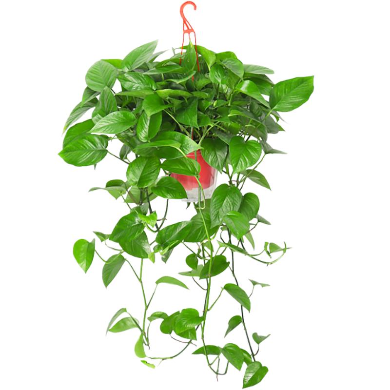 九千谷长藤绿萝盆栽植物爬藤垂吊绿植花卉盆景家用好养1盆源头直发