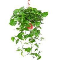 九千谷长藤绿萝盆栽植物爬藤垂吊绿植花卉盆景家用好养1盆源头直发