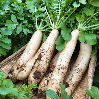 吉香居榨菜真芯萝卜真芯25g榨菜芯下饭菜清脆下饭小包装吉香居榨菜咸菜 风干萝卜干25g*12袋