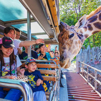 [清迈夜间动物园-大门票+接送]泰趣旅行 清迈夜间动物园大门票酒店接送可选园区游览车 门票+接送15点接 成人