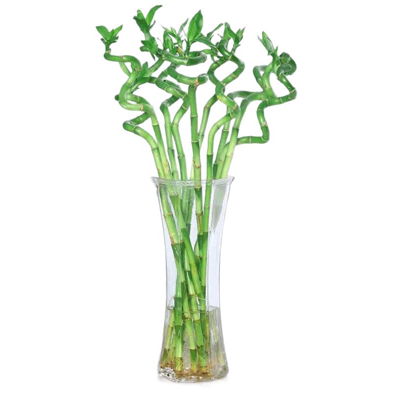 沭之美转运竹水培植物绿植花卉 转运竹高约50cm10支不含瓶 源头直发