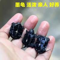魔都 墨龟观赏龟全黑小乌龟中华草龟苗顶墨龟宠物龟全墨长寿龟 2只（一对） 顶墨苗2-3厘米