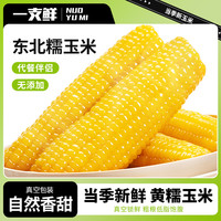 一支鲜 东北糯玉米甜玉米新真空锁鲜3支装220g到250g