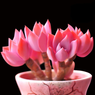 鑫干和 多肉植物肉肉盆栽老桩办公室内耐干旱懒人绿植花卉 初恋（单头4-6cm）