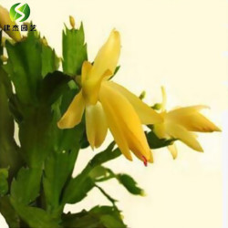 旭力 蟹爪兰大苗带根发货盆栽蟹爪兰花苗 蟹爪兰盆景蟹爪花兰当年开花 金黄