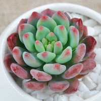 叹为观止 熊童子 多肉植物盆栽 新手套餐 迷你绿植