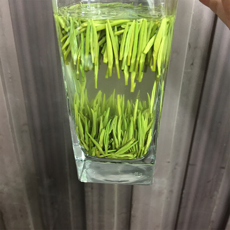 杨昌号 雀舌绿茶 明前嫩芽 清香型