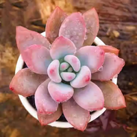 迎虞花苑多肉植物小盆栽套装组合好养易活品相很可爱套餐肉肉植物带盆带土 达摩福娘3-4厘米 不含盆