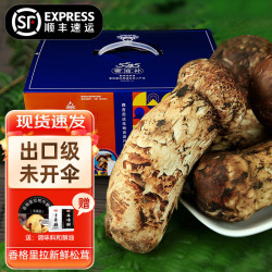 森吉尼达 云南松茸 7-9cm精品装 500g