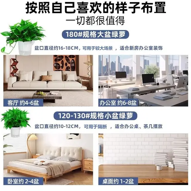 绿萝盆栽室内植物绿箩长藤大叶新房家用净化绿植水培花卉绿罗