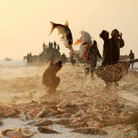 桃西村胖头鱼淡水湖鱼 胖头鱼