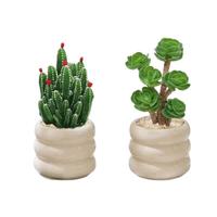 沭之美多肉植物绿植花卉盆栽 聚财山+金钱木+米色甜甜圈陶瓷盆 源头直发