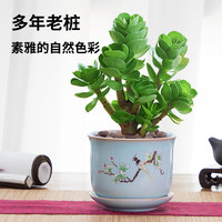 金钱木盆栽老桩多肉植物室内办公室桌面好养绿植花卉小金钱树 金钱木(原土盆2盆)+肥料 带盆栽好