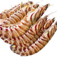 森农乐舟山竹节虾鲜活斑节虾特大九节虾野生大虾基围虾黑虎虾海虾类 (净重)