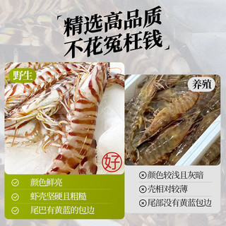 森农乐舟山竹节虾鲜活斑节虾特大九节虾冷冻野生大虾基围虾黑虎虾海虾类 1500g(净重)  10-12cm【23-28头/斤】