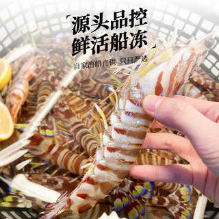 森农乐舟山竹节虾鲜活斑节虾特大九节虾冷冻野生大虾基围虾黑虎虾海虾类 1000g(净重)  22-26cm【7-9头/斤】