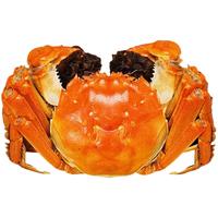 【活蟹】洪泽湖大闸蟹 去绳足重 80g/只 8只 鲜活六月黄超大螃蟹 源头直发