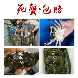 【活蟹】洪泽湖大闸蟹 去绳足重  8只 鲜活六月黄现货超大 源头直发