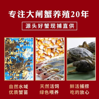 【活蟹】洪泽湖大闸蟹 去绳足重  8只 鲜活六月黄现货超大 源头直发